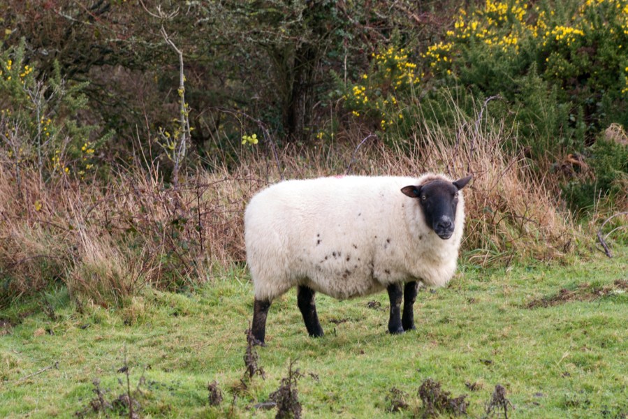 Sheep on the South Downs