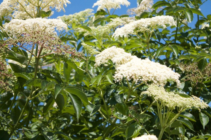 Elderberry Bush in Bloom